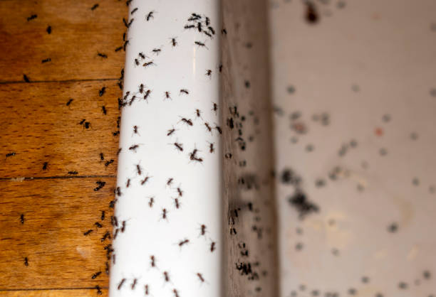 Best Best Pest Control Companies  in Lake Secession, SC