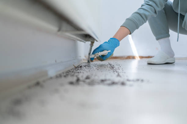 Wasp Removal Services in Lake Secession, SC